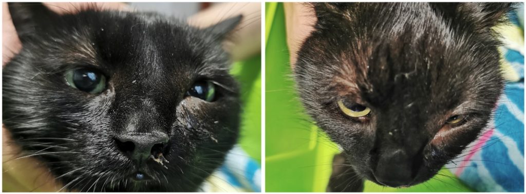 orrüregi daganat okozta arc-orri deformitás macskában