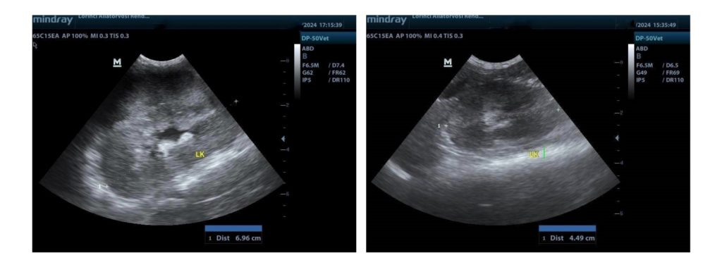 limfómás vese ultrahang felvétele kezelés előtt és 1,5 hónappal később