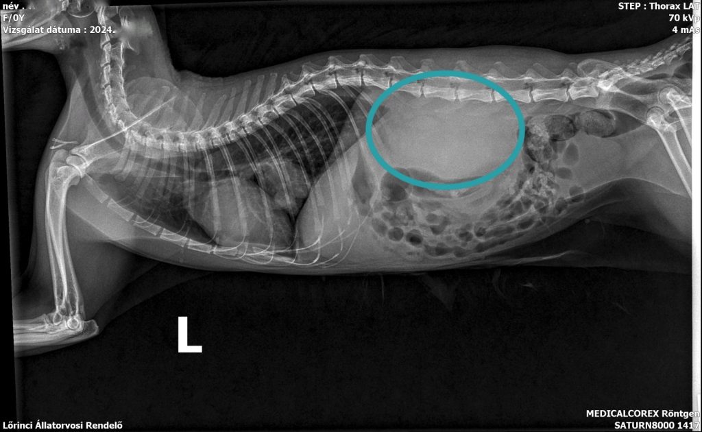 megnagyobbodott vese röntgen felvétele macskában